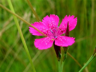 Heide-Nelke (Dianthus deltoides) in Oftersheim