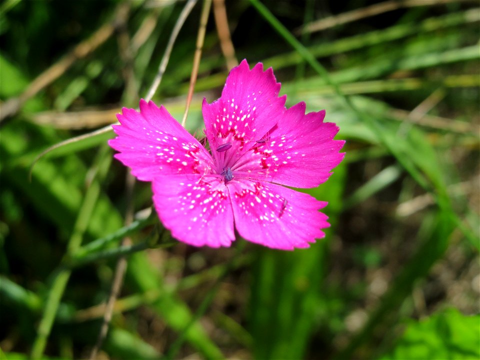 Heide-Nelke (Dianthus deltoides) auf einer Reptilien- und Insekten-Schutzfläche bei Oftersheim - nicht zu verwechseln mit der auf den Oftersheimer Dünen häufigen Kartäusernelke!