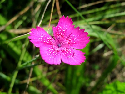 Heide-Nelke (Dianthus deltoides) auf einer Reptilien- und Insekten-Schutzfläche bei Oftersheim - nicht zu verwechseln mit der auf den Oftersheimer Dünen häufigen Kartäusernelke!