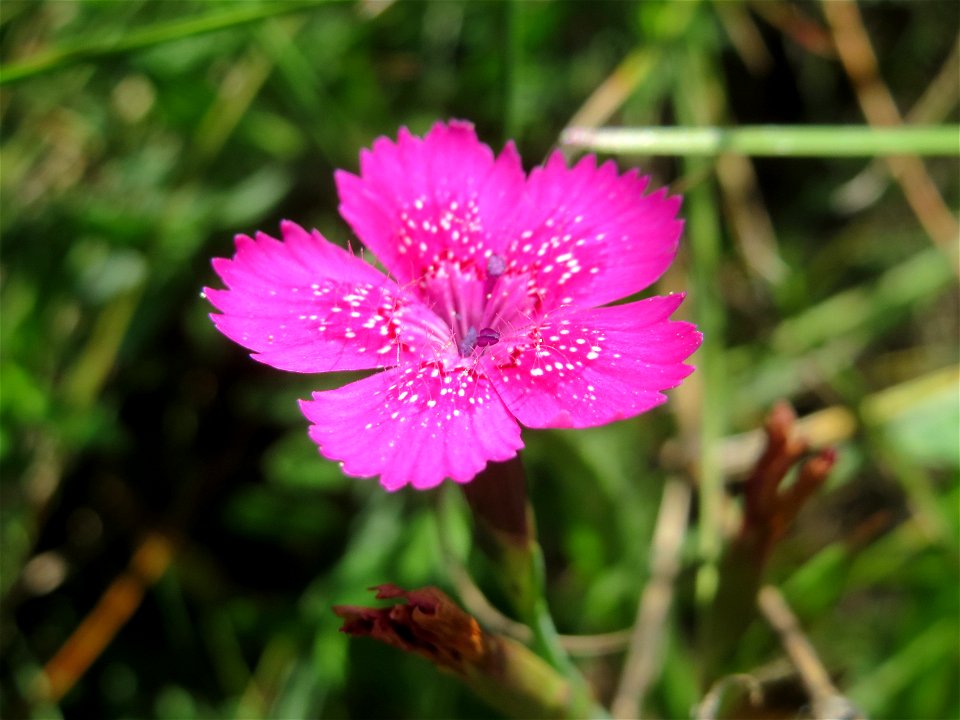 Heide-Nelke (Dianthus deltoides) auf einer Reptilien- und Insekten-Schutzfläche bei Oftersheim - nicht zu verwechseln mit der auf den Oftersheimer Dünen häufigen Kartäusernelke!