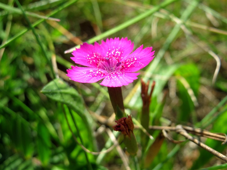 Heide-Nelke (Dianthus deltoides) auf einer Reptilien- und Insekten-Schutzfläche bei Oftersheim - nicht zu verwechseln mit der auf den Oftersheimer Dünen häufigen Kartäusernelke!