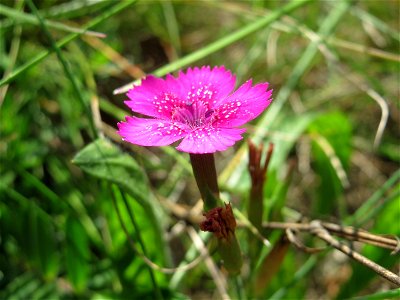 Heide-Nelke (Dianthus deltoides) auf einer Reptilien- und Insekten-Schutzfläche bei Oftersheim - nicht zu verwechseln mit der auf den Oftersheimer Dünen häufigen Kartäusernelke!