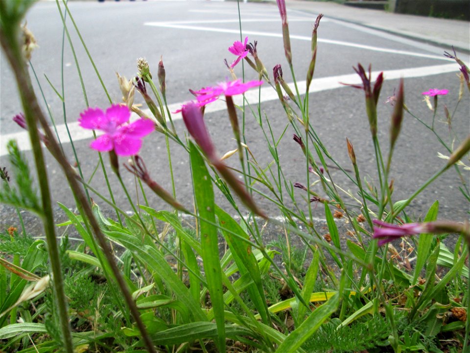 Heide-Nelke (Dianthus deltoides) auf einer Baumscheibe in Saarbrücken