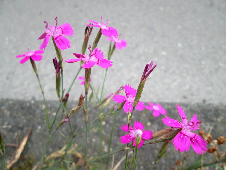 Heide-Nelke (Dianthus deltoides) auf einer Baumscheibe in Saarbrücken