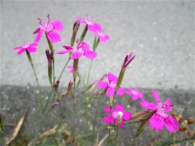 Heide-Nelke (Dianthus deltoides) auf einer Baumscheibe in Saarbrücken