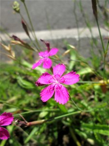 Heide-Nelke (Dianthus deltoides) auf einer Baumscheibe in Saarbrücken