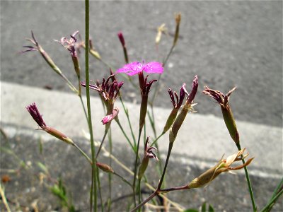 Heide-Nelke (Dianthus deltoides) auf einer Baumscheibe in Saarbrücken