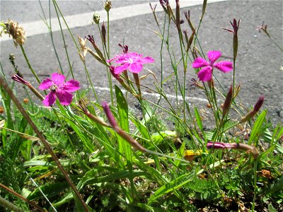 Heide-Nelke (Dianthus deltoides) auf einer Baumscheibe in Saarbrücken