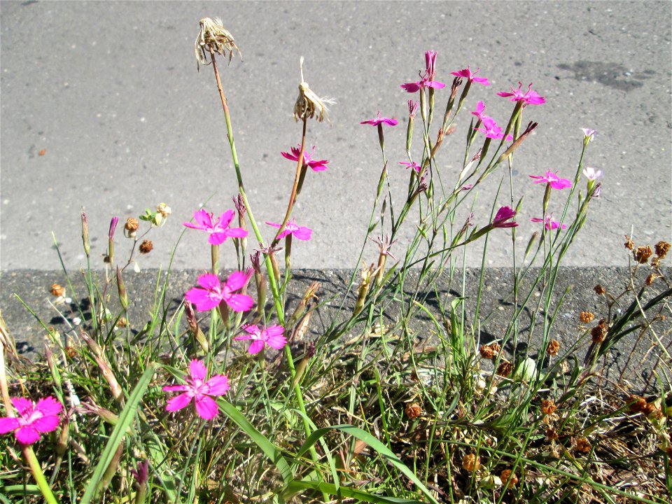 Heide-Nelke (Dianthus deltoides) auf einer Baumscheibe in Saarbrücken