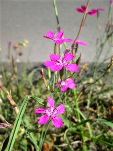 Heide-Nelke (Dianthus deltoides) auf einer Baumscheibe in Saarbrücken