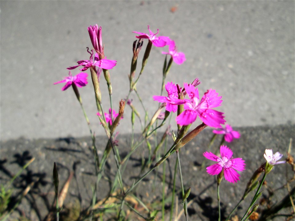 Heide-Nelke (Dianthus deltoides) auf einer Baumscheibe in Saarbrücken