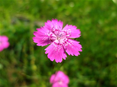 Heide-Nelke (Dianthus deltoides) im Bürgerpark Saarbrücken
