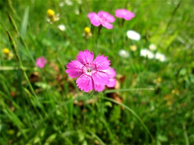 Heide-Nelke (Dianthus deltoides) im Bürgerpark Saarbrücken