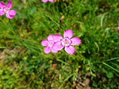 Heide-Nelke (Dianthus deltoides) im Bürgerpark Saarbrücken