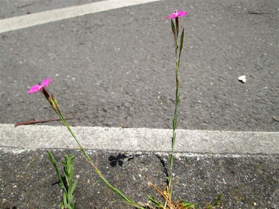 Heide-Nelke (Dianthus deltoides) auf einer Baumscheibe in Saarbrücken
