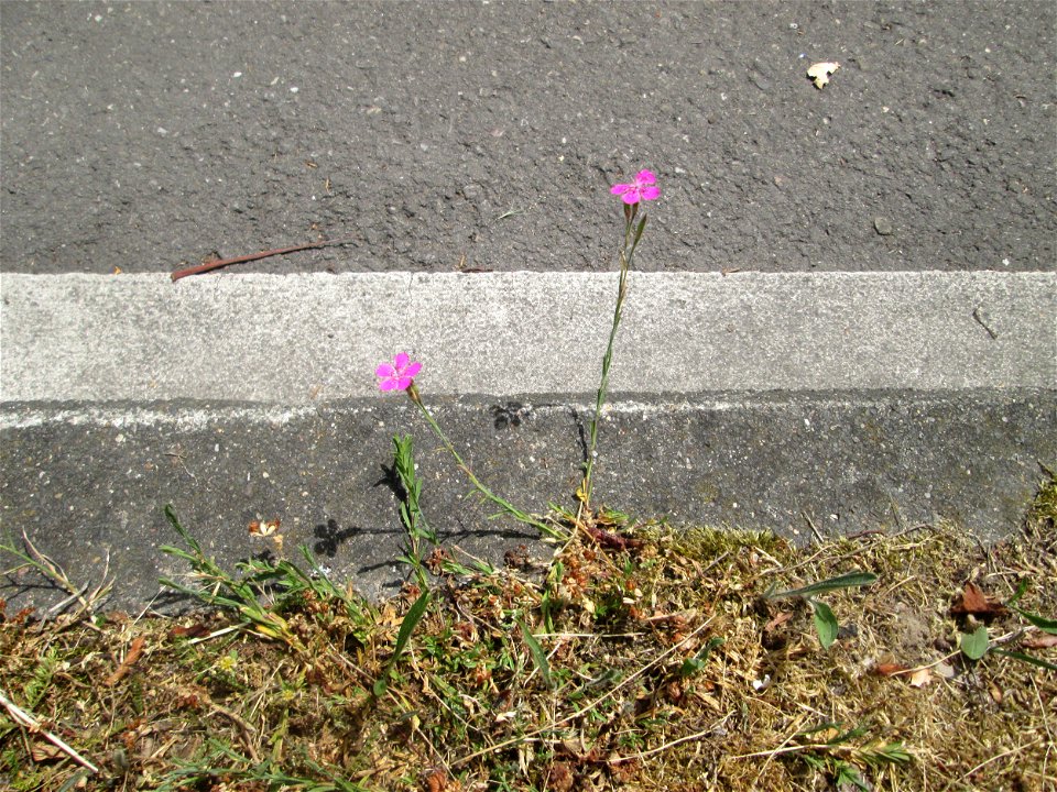 Heide-Nelke (Dianthus deltoides) auf einer Baumscheibe in Saarbrücken