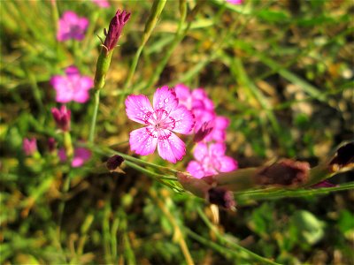 Heide-Nelke (Dianthus deltoides) im Bürgerpark Saarbrücken