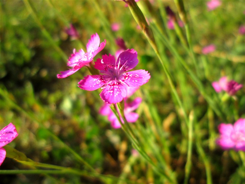 Heide-Nelke (Dianthus deltoides) im Bürgerpark Saarbrücken