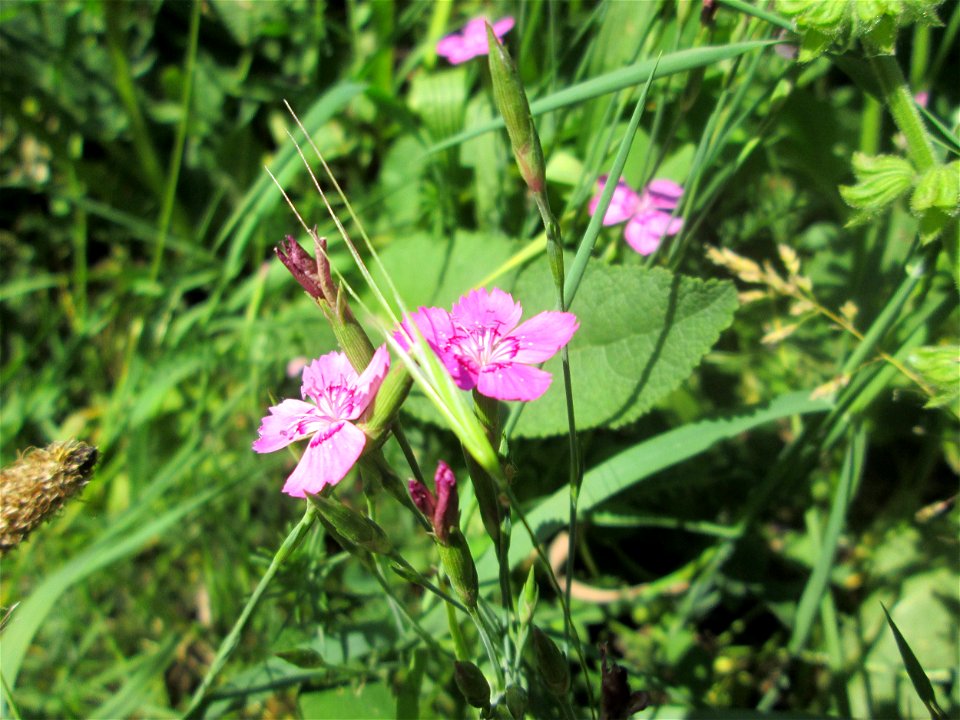 Heide-Nelke (Dianthus deltoides) im Bürgerpark Saarbrücken
