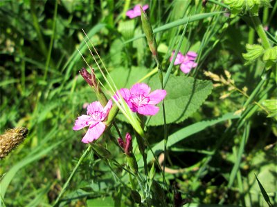 Heide-Nelke (Dianthus deltoides) im Bürgerpark Saarbrücken