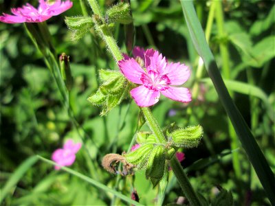Heide-Nelke (Dianthus deltoides) im Bürgerpark Saarbrücken