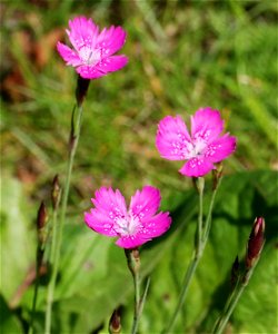 A Dianthus deltoides in Sweden. photo