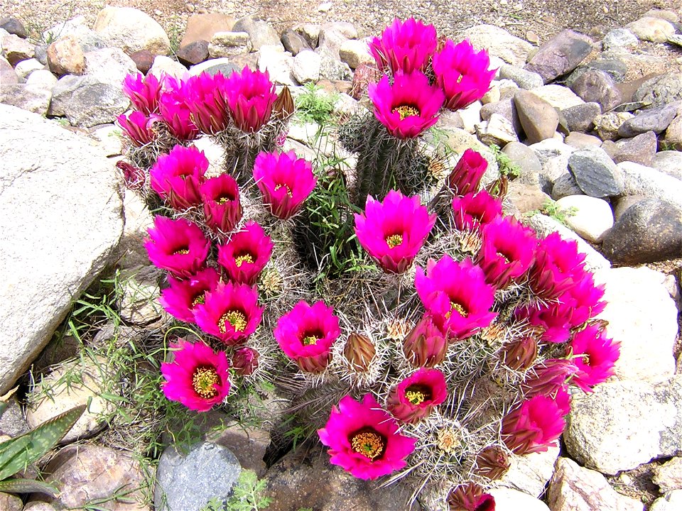 This astonishing Arizona Strawberry Hedgehog Cactus (Echinocereus engelmannii) blooms only a few days each year.  The mid-day sun illuminates its exuberant flowers.