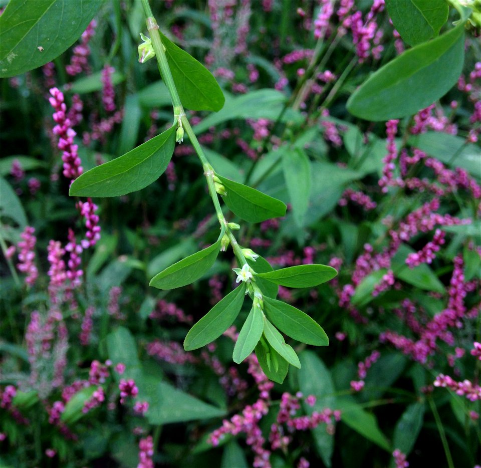 Polygonum erectum, weedy barnyard behind farm house southeast of the mouth of Silas Creek, Bourbon County, Kentucky. Specimen is available for verification at Austin Peay State University herbarium.
