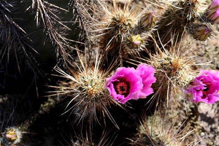 Image title: Close up of a flowering barrel cactus with its thorns
Image from Public domain images website, http://www.public-domain-image.com/full-image/flora-plants-public-domain-images-pictures/flo