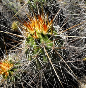 Echinocereus engelmannii at the San Diego Wild Animal Park, California, USA. Identified by sign. photo