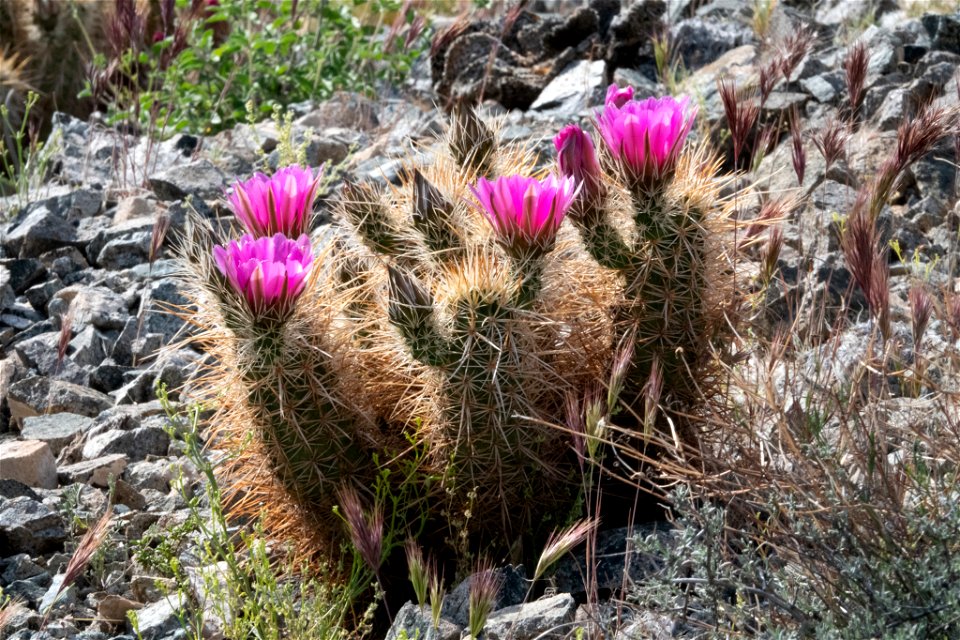 Echinocereus engelmannii ssp. engelmannii. Subspecies of plant.