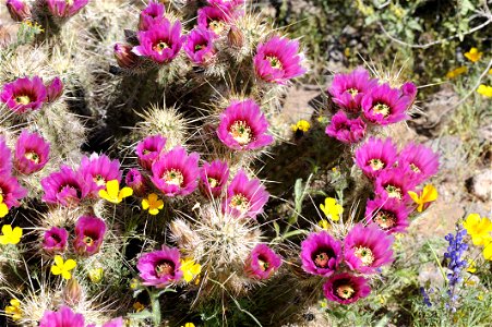 Image title: Flowering barrel cacti with other wildflowers in desert Image from Public domain images website, http://www.public-domain-image.com/full-image/flora-plants-public-domain-images-pictures/f photo