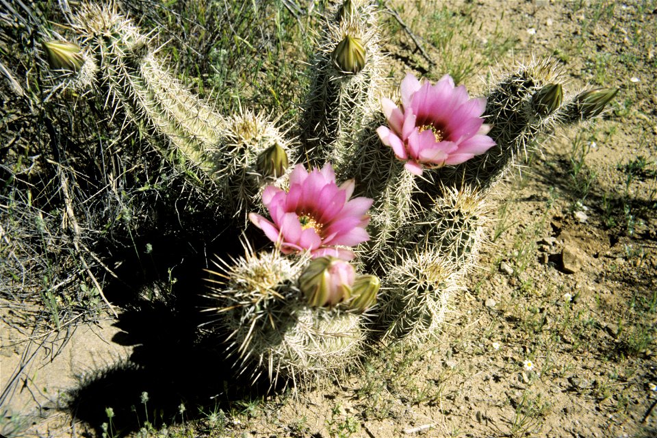 Echinocereus engelmannii