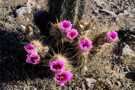 Image title: Ping purple flowering barrel cactus in the sonoran desert Image from Public domain images website, http://www.public-domain-image.com/full-image/flora-plants-public-domain-images-pictures photo