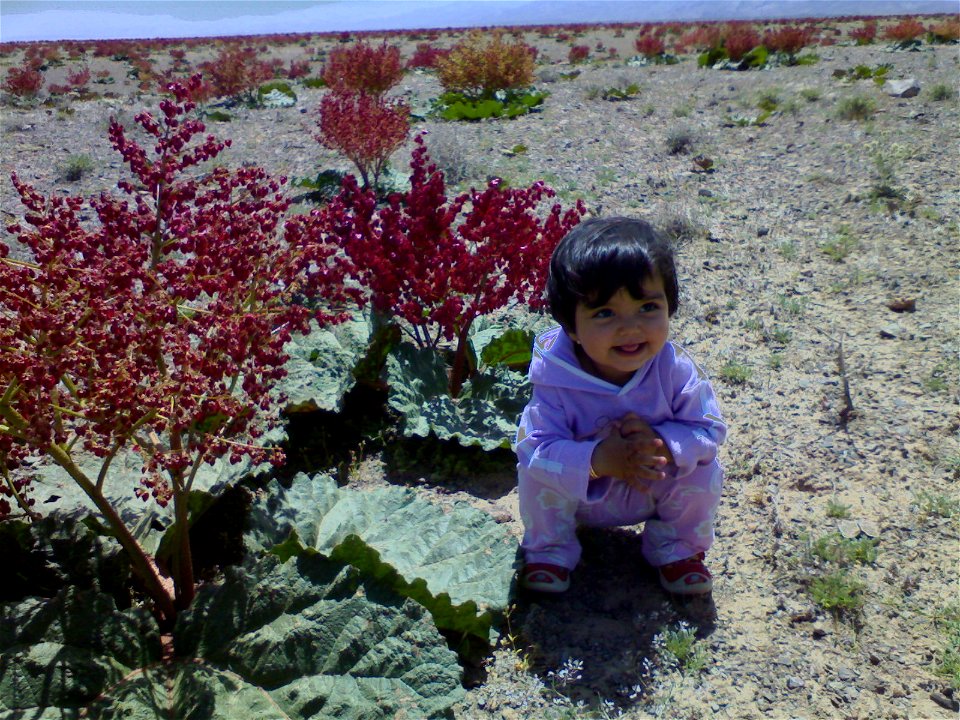 a special Medicinal plant in desert called Rivas. or Rheum (plant)