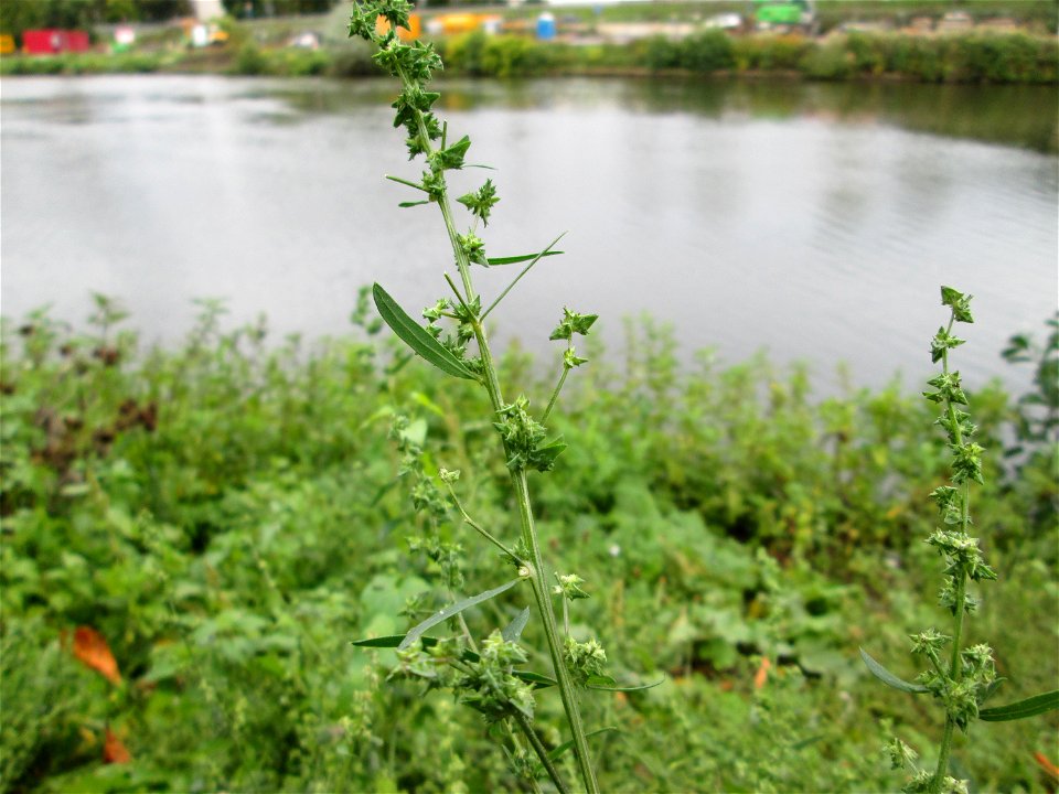 Spreizende Melde (Atriplex patula) an der Güdinger Schleuse