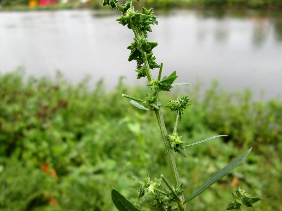 Spreizende Melde (Atriplex patula) an der Güdinger Schleuse