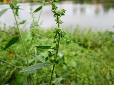 Spreizende Melde (Atriplex patula) an der Güdinger Schleuse