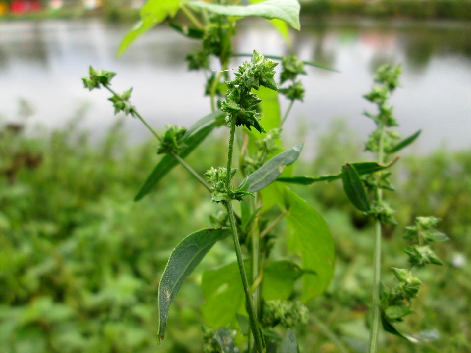 Spreizende Melde (Atriplex patula) an der Güdinger Schleuse