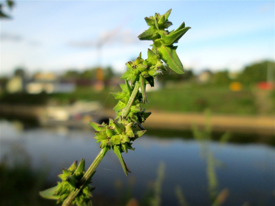 Spreizende Melde (Atriplex patula) an der Güdinger Schleuse