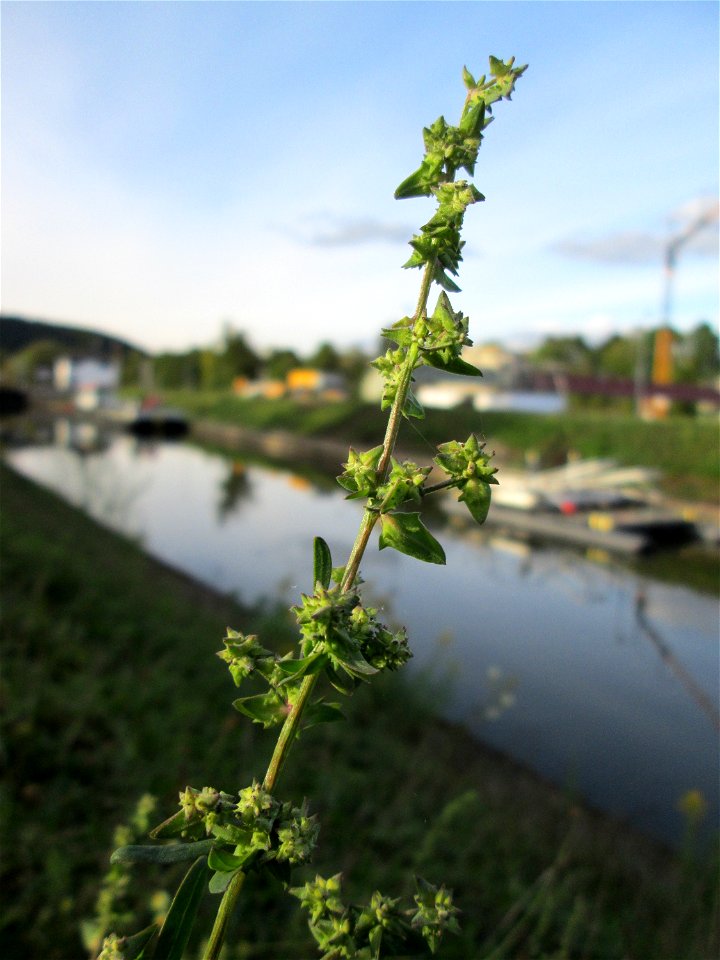 Spreizende Melde (Atriplex patula) an der Güdinger Schleuse