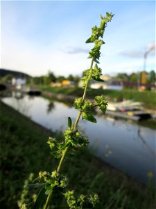 Spreizende Melde (Atriplex patula) an der Güdinger Schleuse