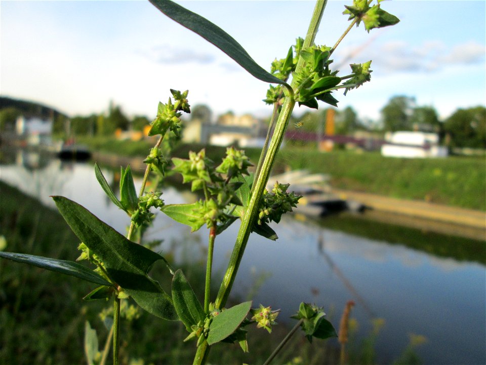Spreizende Melde (Atriplex patula) an der Güdinger Schleuse
