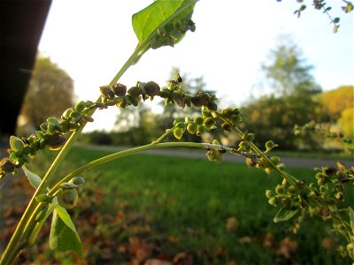 Glanz-Melde (Atriplex sagittata) an der Saar in Saarbrücken
