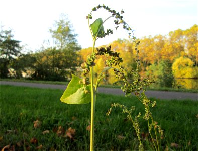 Glanz-Melde (Atriplex sagittata) an der Saar in Saarbrücken