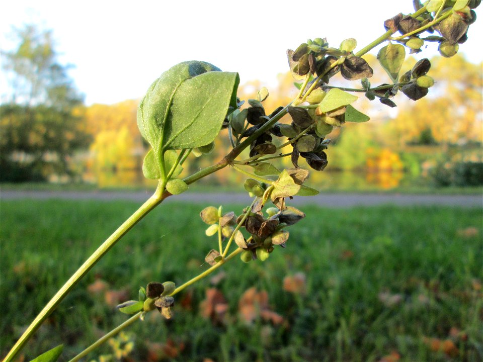 Glanz-Melde (Atriplex sagittata) an der Saar in Saarbrücken