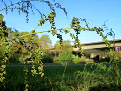 Glanz-Melde (Atriplex sagittata) an der Saar in Saarbrücken
