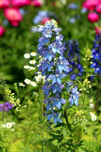 Delphinium blue purple photo