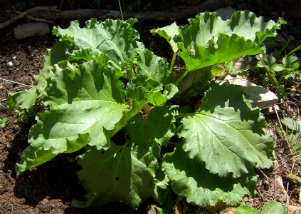 Rhubarb plant (Rheum rhabarbarum) growing in Castelltallat, Catalonia