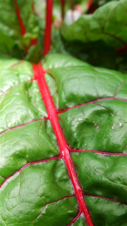 Rhubarb from Caroline's garden. Gold Hill, Colorado